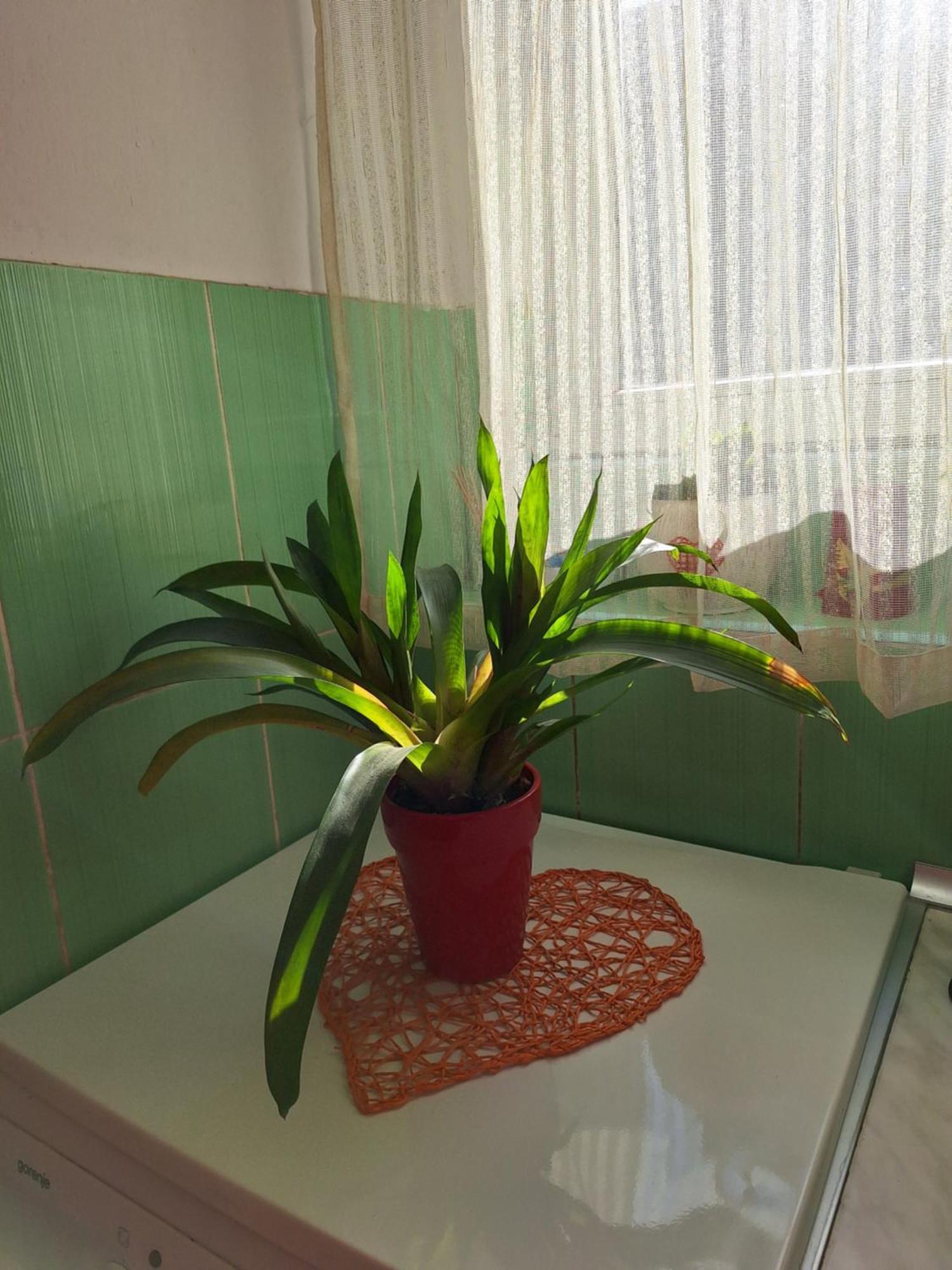 Ferienwohnung Apartman Maja Belgrad Exterior foto